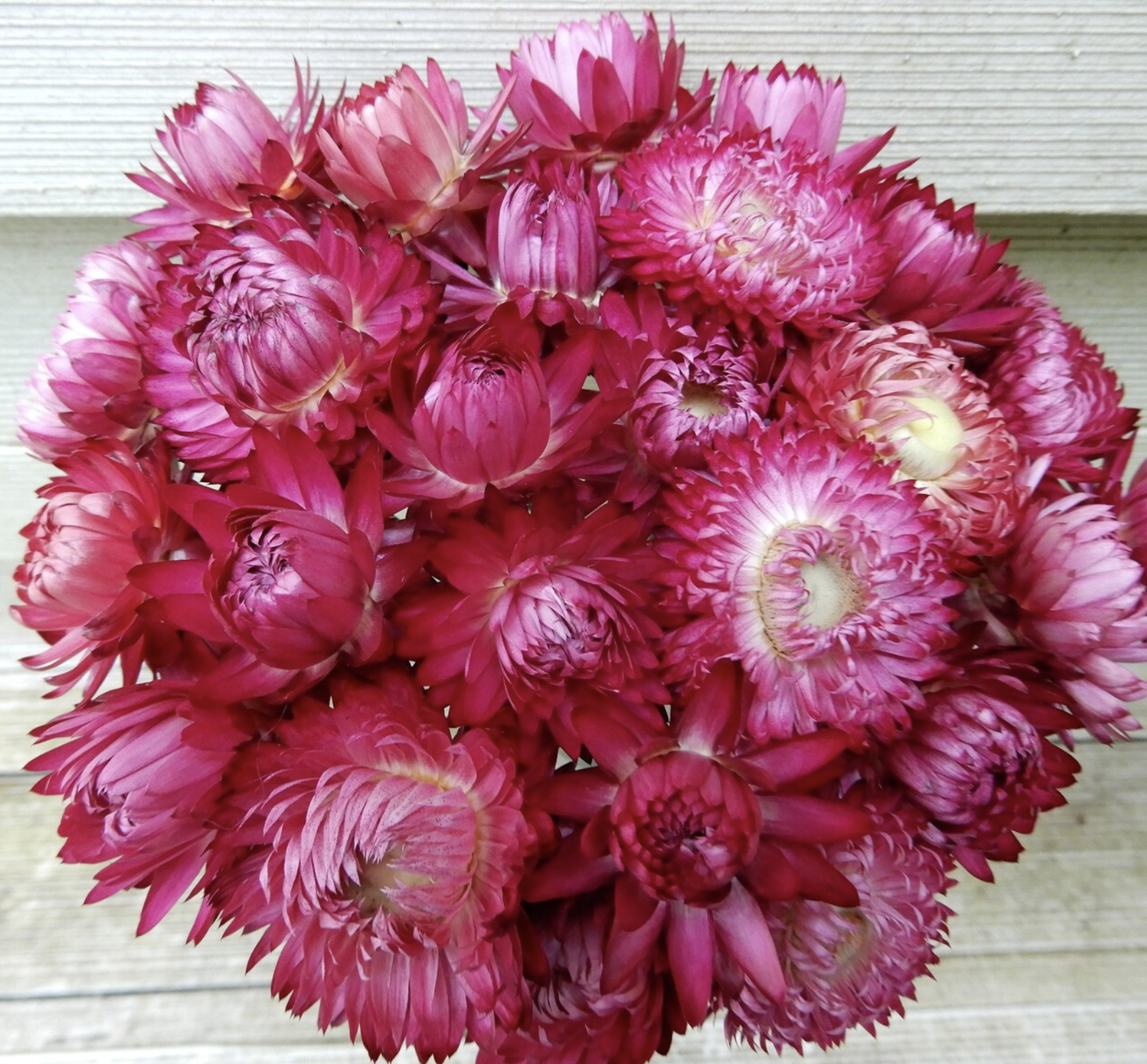 Monster Rosy Pink, Strawflower Seeds | Urban Farmer